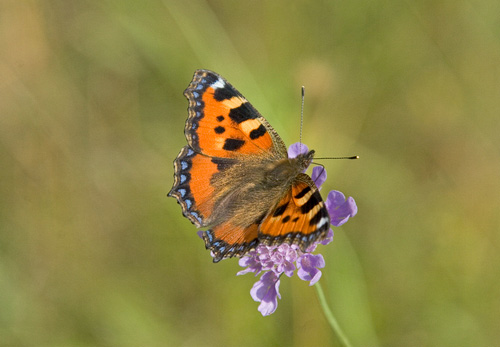 Small Tortoiseshell 2 DM0077